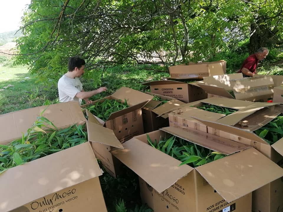 Preparazione e sistemazione di giovani piante di bambù sul campo